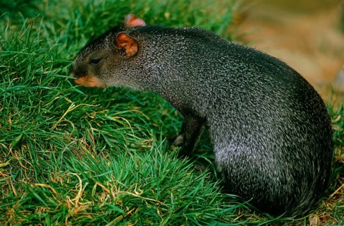(Agouti), Sooty (Dasyprocta fuliginosa) close-up, on grass, Kilverstone Wildlife Park