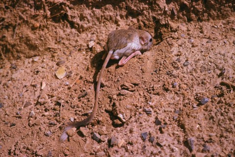 Lesser egyptian jerboa
