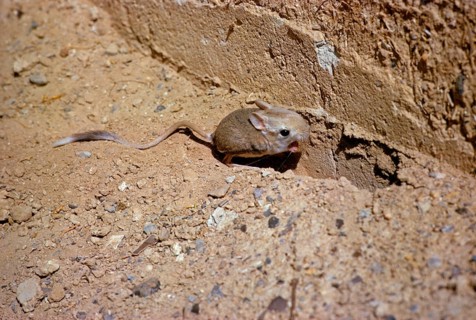 Lesser egyptian jerboa