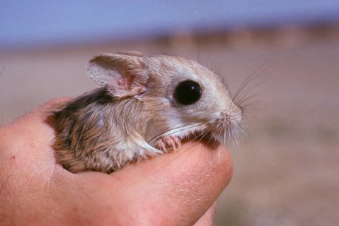 Lesser egyptian jerboa