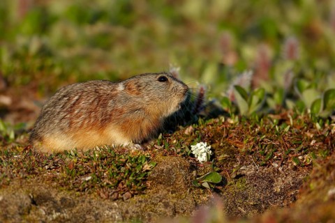 Brown Lemming