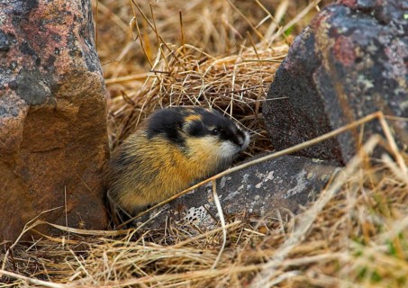 Norway norway lemming