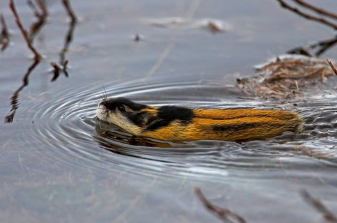 Mountain lemming