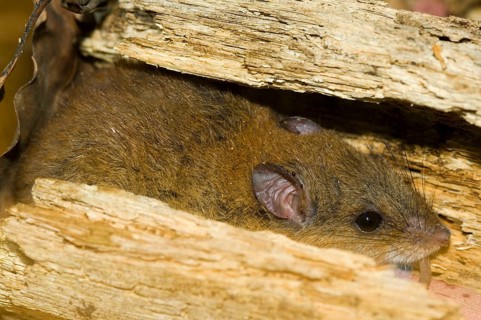 Mosaic-tailed rat