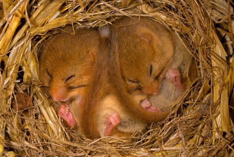 Dormouse