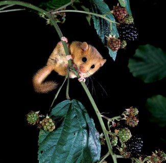 Hazel dormouse