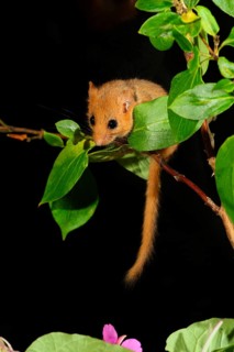Dormouse