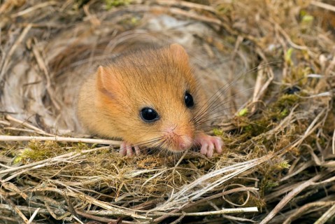 Hazel Dormouse