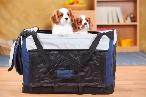 Cavalier King Charles Spaniel