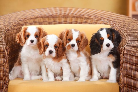 Cavalier King Charles Spaniel