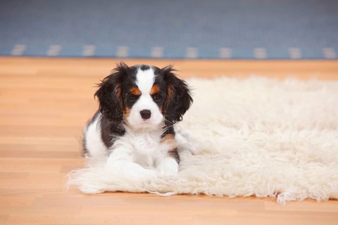 Cavalier King Charles Spaniel