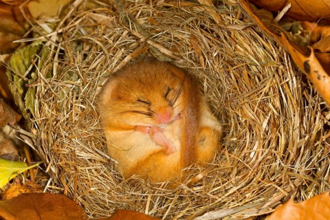 Hazel Dormouse