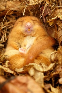 Hazel Dormouse