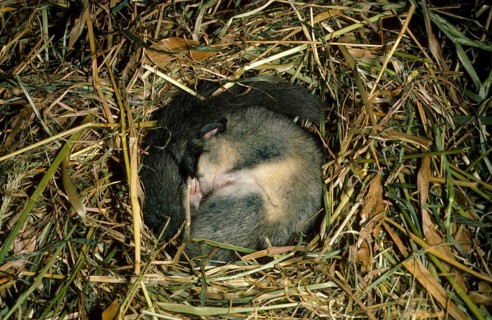 Fat edible dormouse