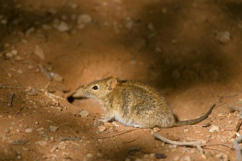Single striped grass mouse