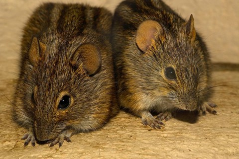 Striped grass mouse