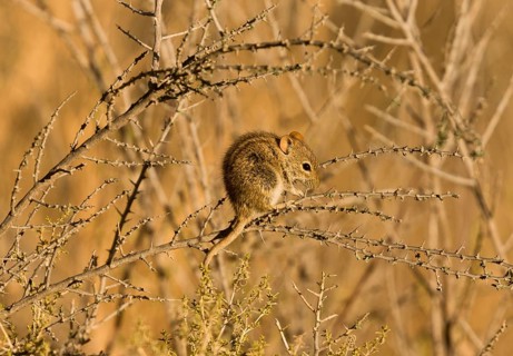 Four-striped Grass Mouse