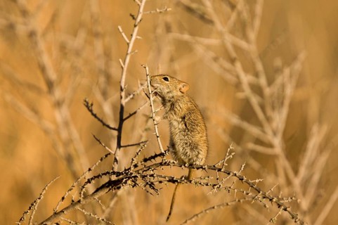 Four-striped Grass Mouse