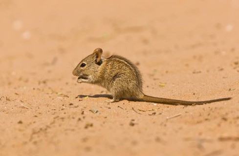 Four-striped Grass Mouse