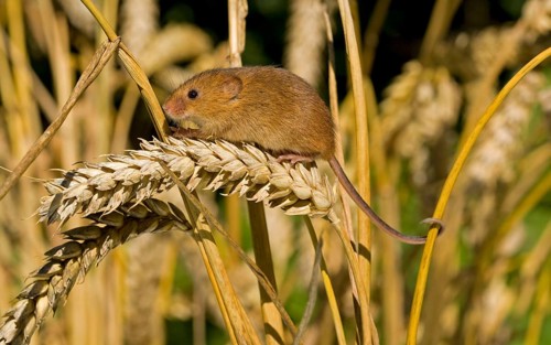 Dwarf Mouse