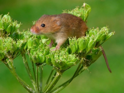 Dwarf mouse