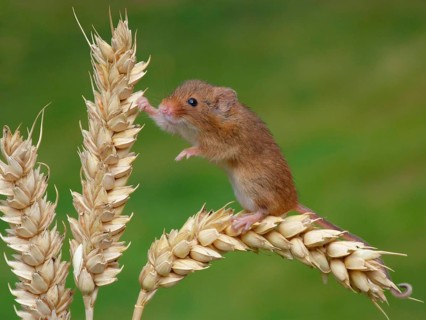Dwarf Mouse