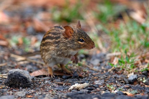 Striped Grass Mouse