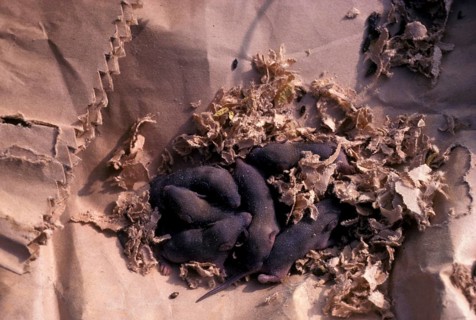 House Mouse