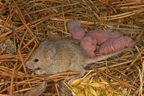 House mouse