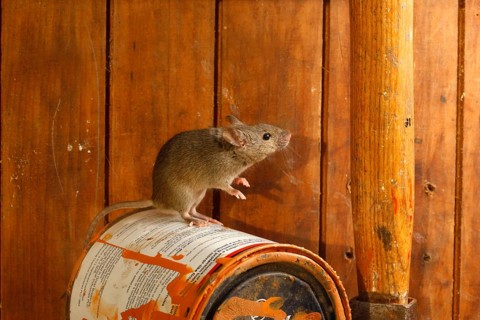 House Mouse