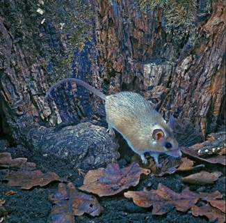 Spiny Mouse