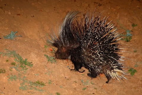 Cape Porcupine