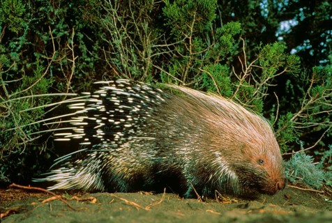 Adult crested porcupine