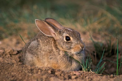 Desert cottontail rabbit