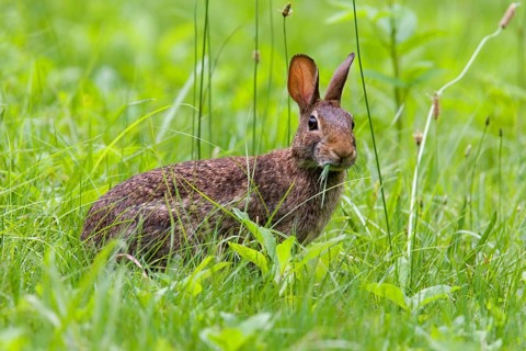 Eastern Cottontail