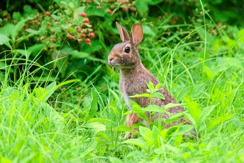 Eastern Cottontail