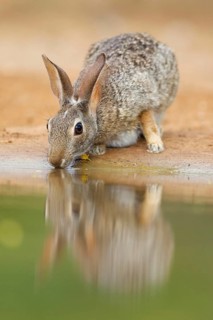 Florida cottontail rabbit