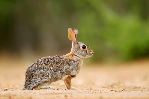 Florida cottontail rabbit