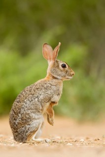 Florida cottontail rabbit