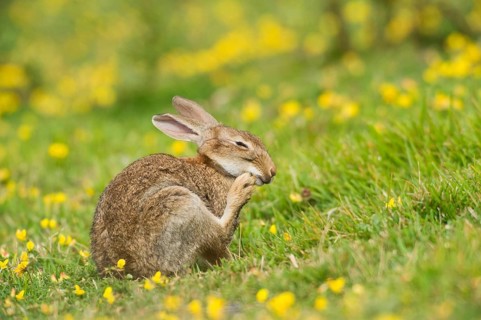European rabbit