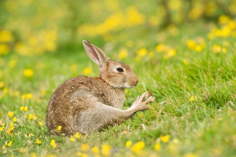 Adult european rabbit