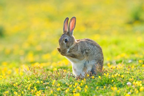 European rabbit