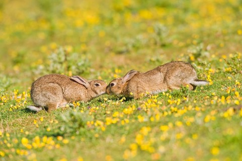 European rabbit
