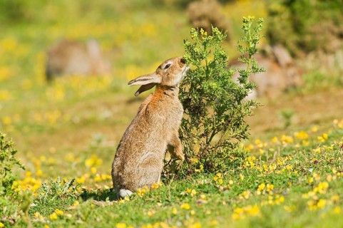 Adult european rabbit