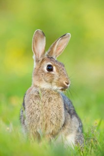 European rabbit