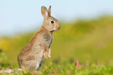 European rabbit