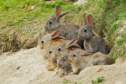 European rabbit
