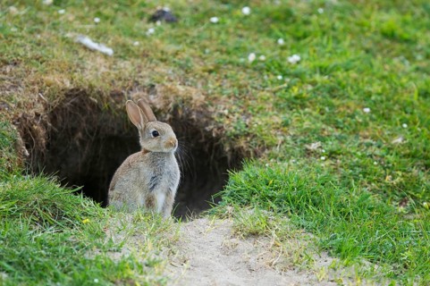 European rabbit