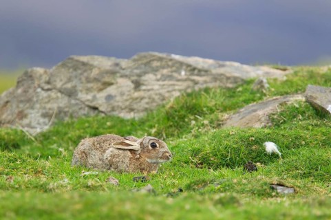 Adult european rabbit