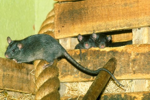 House rat